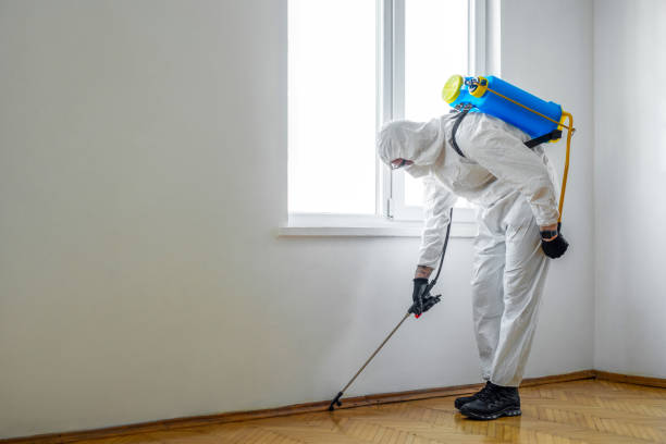 Best Insect Control  in Belle Haven, VA