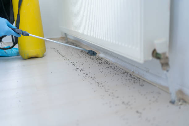 Best Affordable Pest Control Services  in Belle Haven, VA