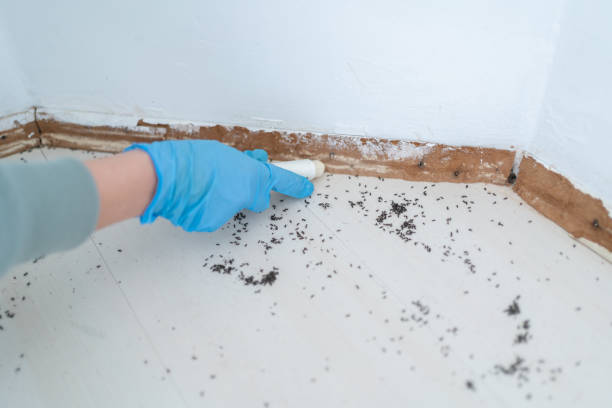 Best Wasp Removal Services  in Belle Haven, VA